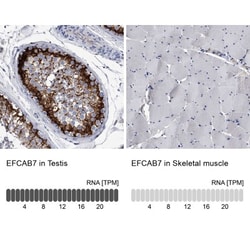EFCAB7 Antibody, Novus Biologicals:Antibodies:Primary Antibodies